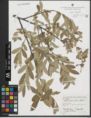 Foto von Salix salviifolia Brot.
